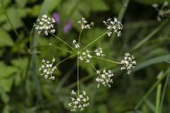 Chaerophyllum aureum