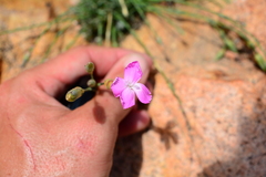 Dianthus longicaulis