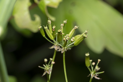 Chaerophyllum aureum