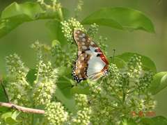 Graphium angolanus baronis