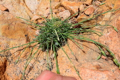 Dianthus longicaulis