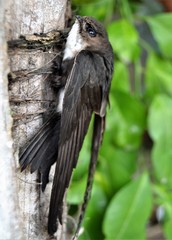 Antillean Palm-Swift photo 3