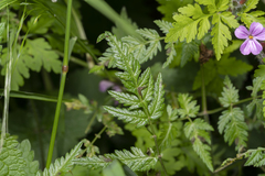 Chaerophyllum aureum