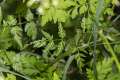 Chaerophyllum aureum