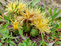 Centaurea ultreiae