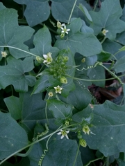 Bryonia cretica dioica