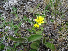 Ranunculus multiscapus