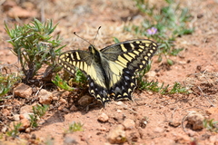 Papilio hospiton