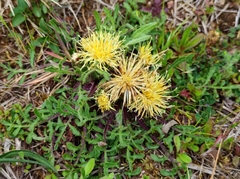 Centaurea ultreiae