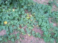 Bryonia cretica dioica