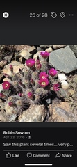 Echinocereus engelmannii
