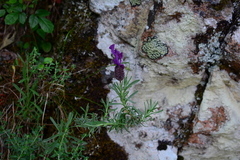 Lavandula stoechas