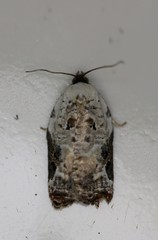 Acleris nivisellana