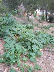 Bryonia cretica dioica