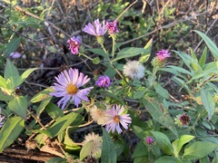 Ampelaster carolinianus