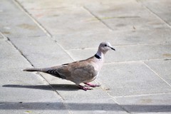 Streptopelia decaocto