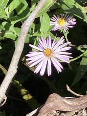 Ampelaster carolinianus