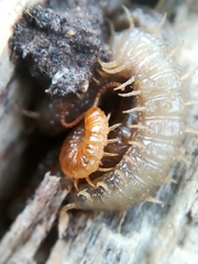 Henia vesuviana