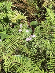 Ampelaster carolinianus