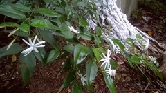 Jasminum polyanthum