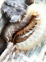 Henia vesuviana