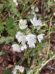 Phacelia fimbriata
