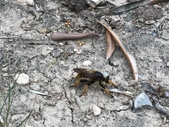 Pogonosoma maroccanum