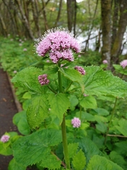 Valeriana pyrenaica