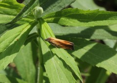 Eucosma radiatana