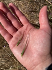 Elymus multisetus