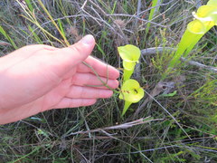 Physostegia godfreyi
