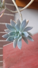 × Graptosedum