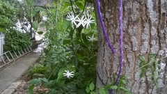 Jasminum polyanthum