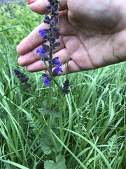 Salvia dumetorum