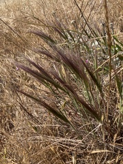 Elymus multisetus