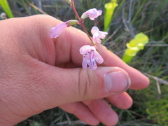 Physostegia godfreyi