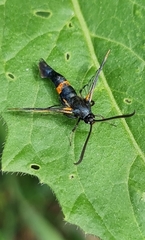 Synanthedon culiciformis