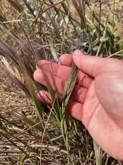 Elymus multisetus