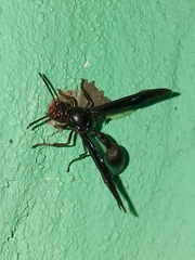 Brachymenes dyscherus