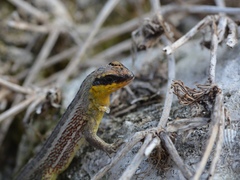 Leiocephalus personatus