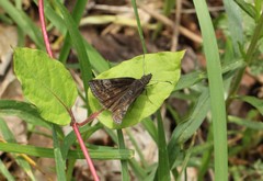 Erynnis icelus
