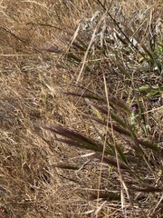 Elymus multisetus