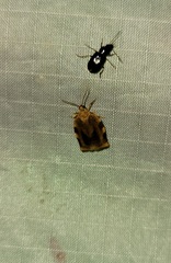 Choristoneura fractivittana