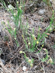 Fumana ericifolia
