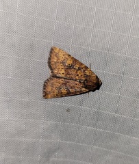 Perigea xanthioides