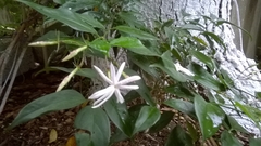Jasminum polyanthum