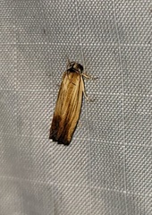 Eucosma umbrastriana