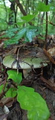 Russula ionochlora