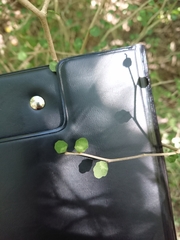 Melicytus micranthus