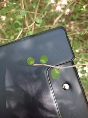 Melicytus micranthus